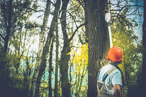 How Our Tree Care Process Works  in  Ardmore, TN