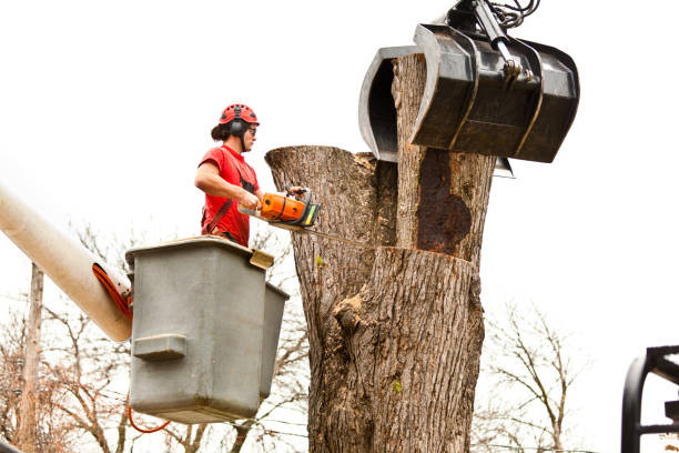Professional Tree Care in Ardmore, TN